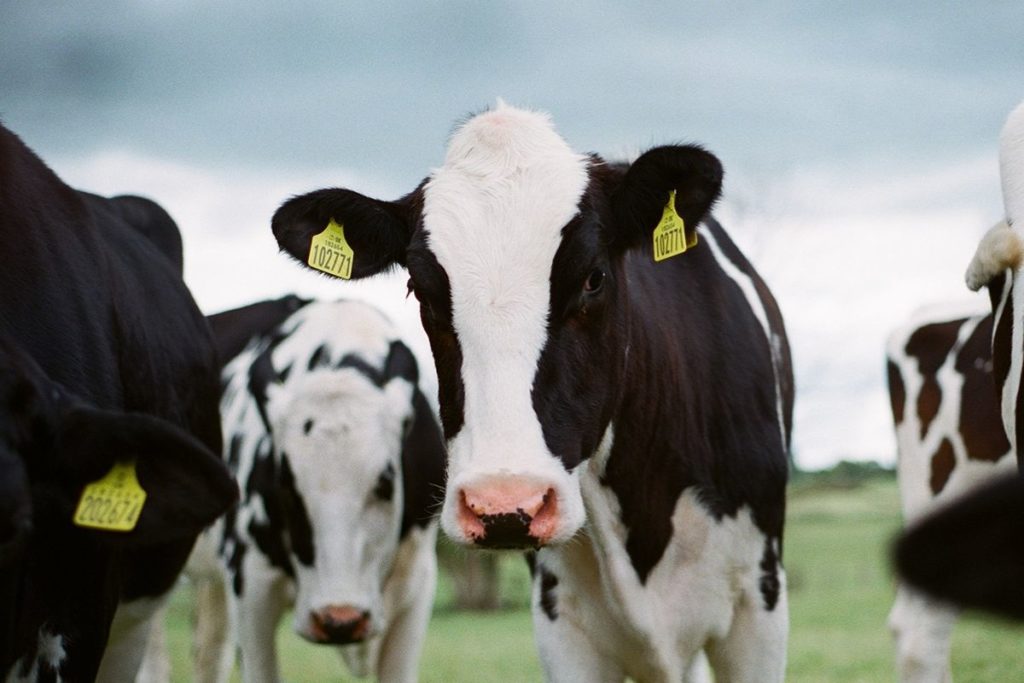 what cow methane can teach us about SIBO