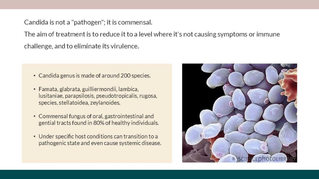 Outsmarting Candida Overgrowth Masterclass - Sample Slide #1